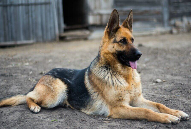 German Shepherd Dog