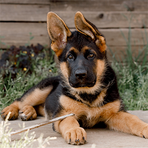 German Shepherd KCI Registered Show Quality