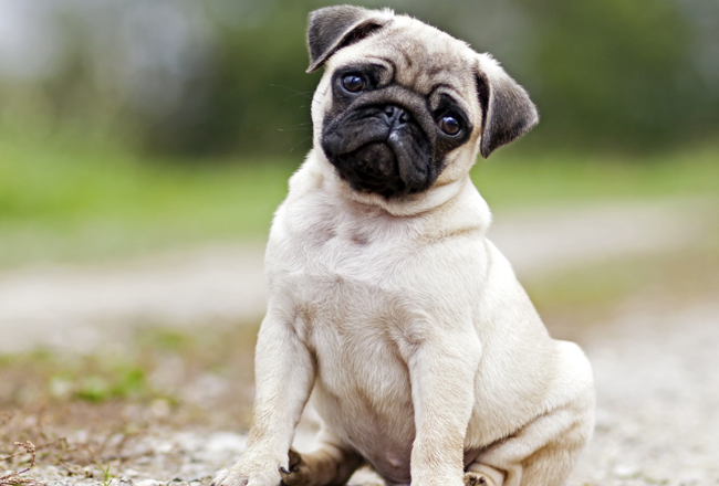 Pug adult dog