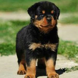 Rottweiler KCI Registered Puppy