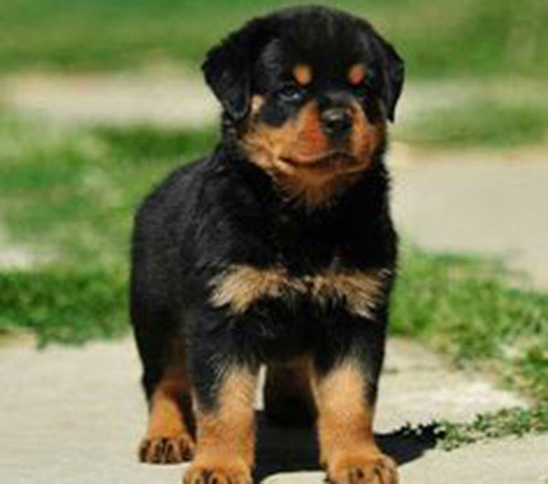 Rottweiler KCI Registered Puppy