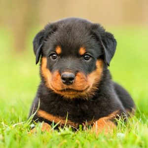 Rottweiler Standard Pet Quality