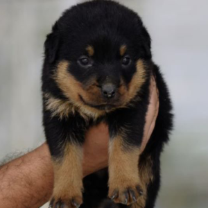 Rottwieler Non KCI Registered Standard Pet Quality