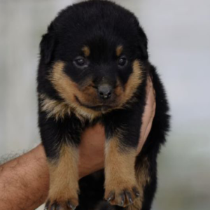 Rottwieler Non KCI Registered Standard Pet Quality