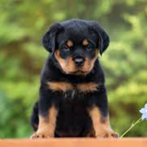 Rottweiler KCI Registered Show Quality