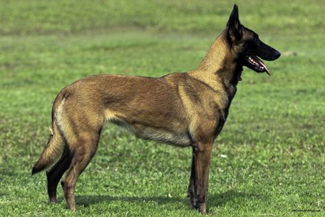 Belgian Malinois Dog