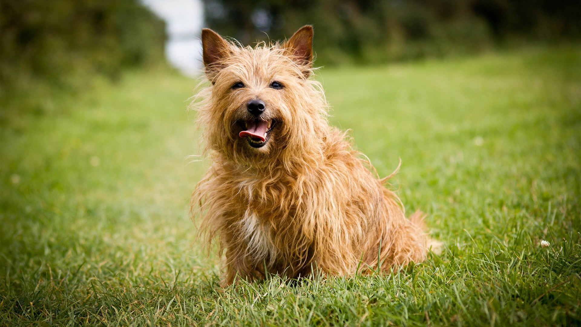 Cairn Terrier