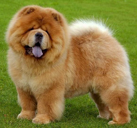 Chow Chow dog