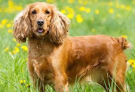 Cocker Spaniel dog