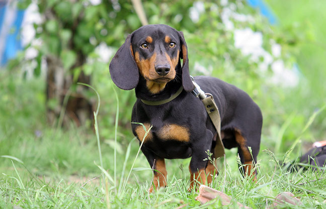 Dachshund-Dog