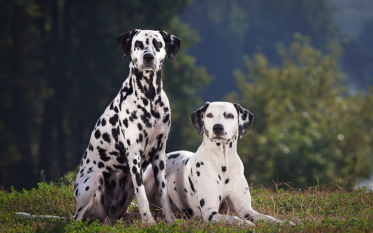 Dalmatian dog