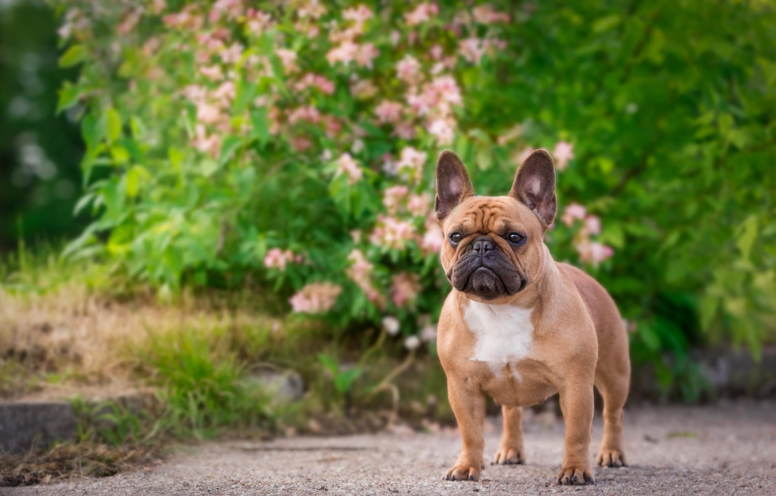 French Bulldog dog