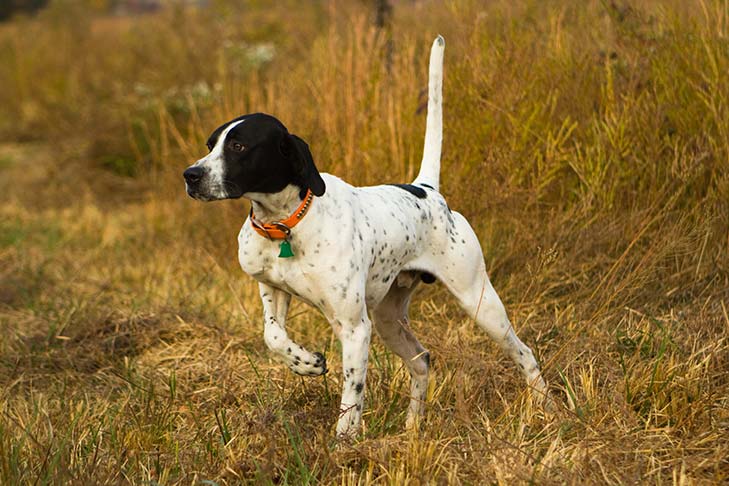 Pointer dog