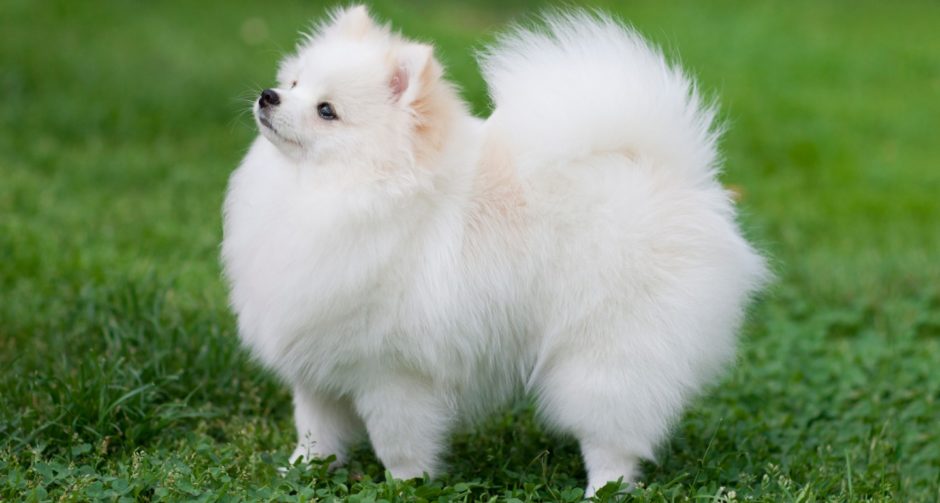 Pomeranian