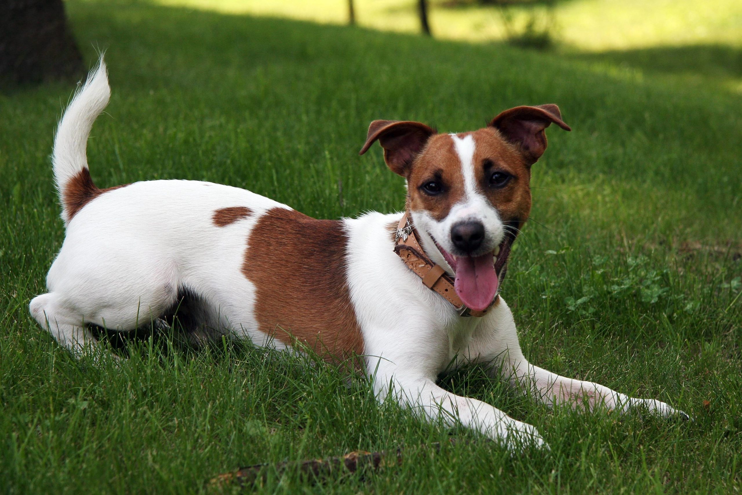 Russell Terrier