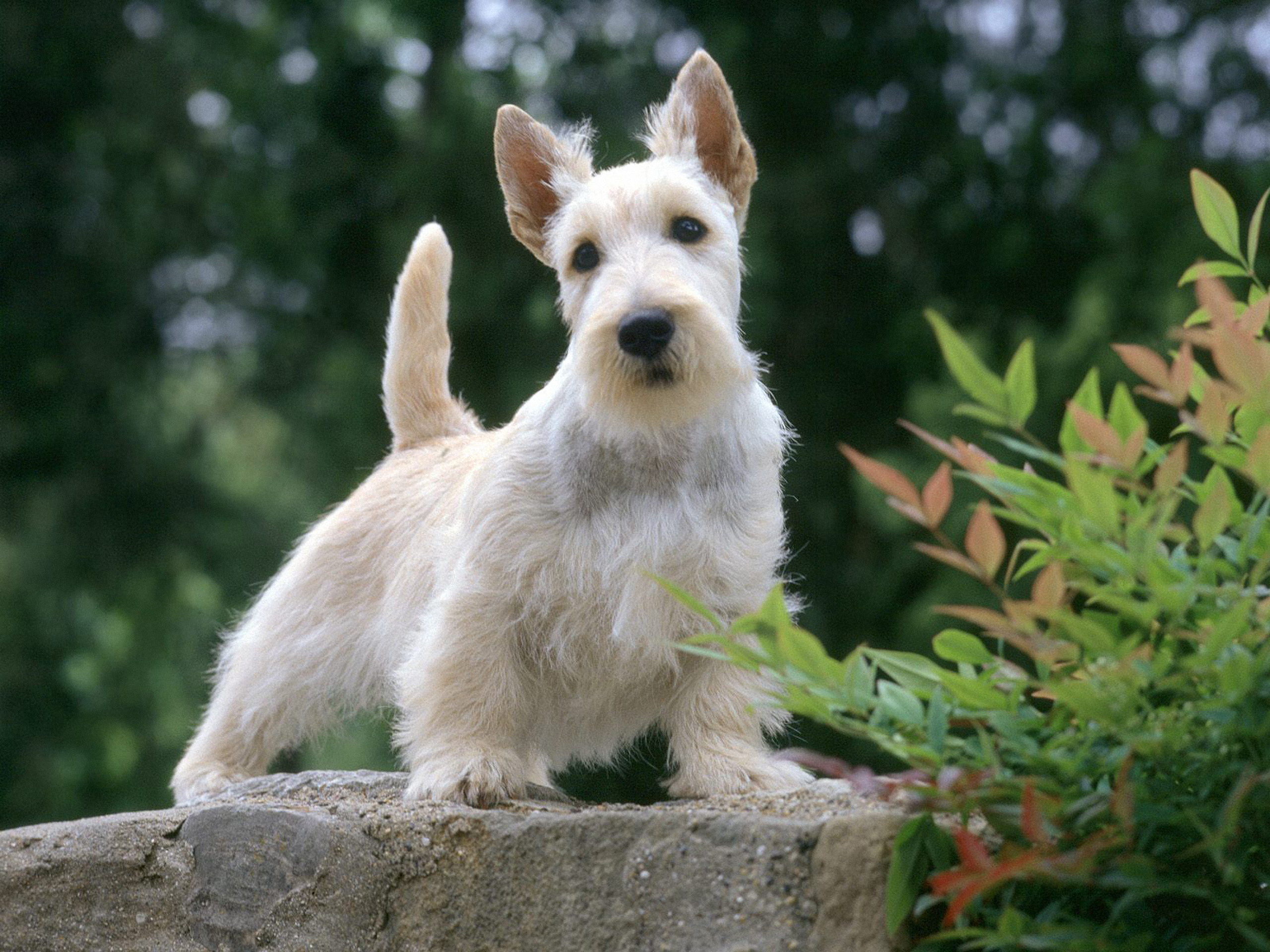 Scottish Terrier