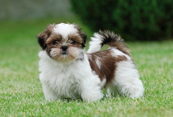 Shih tzu 2025 toy dog breeds