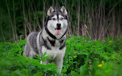 Siberian Husky