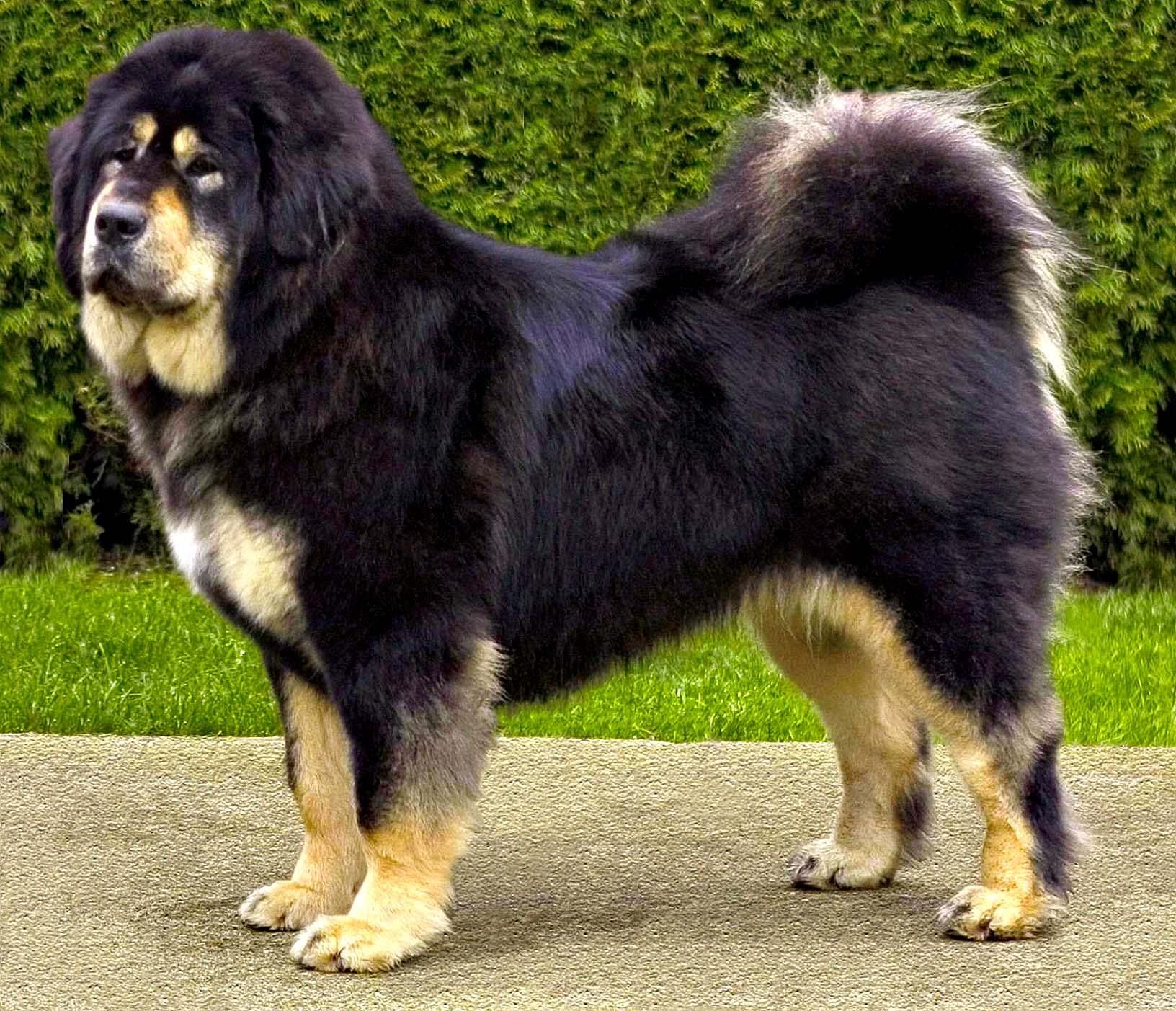 Tibetan Mastiff