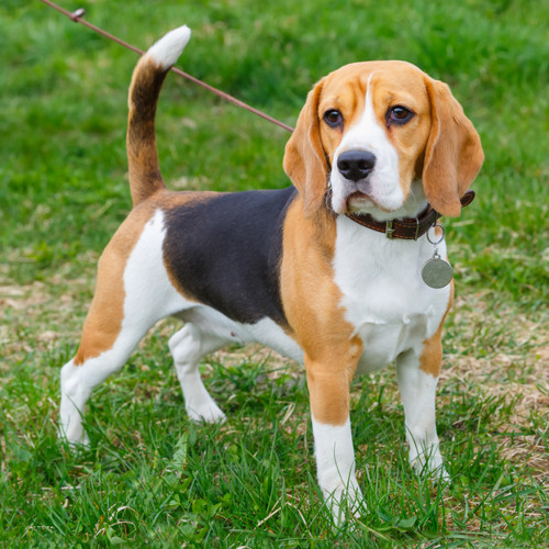 Beagle adult hot sale size