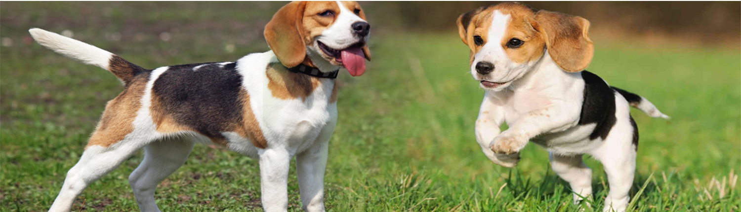 Beagle Dog with Puppy