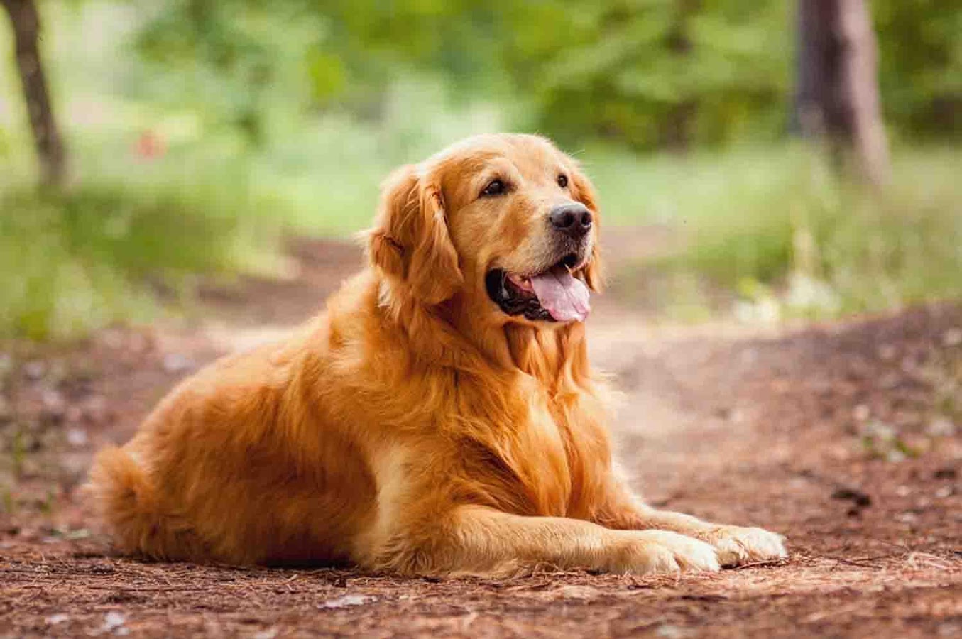 golden retriwer dog