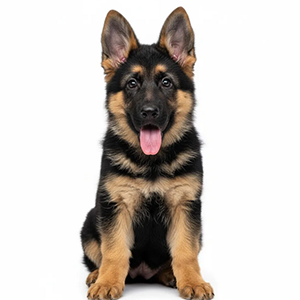 German Shepherd Non KCI Registered Standard Pet Quality