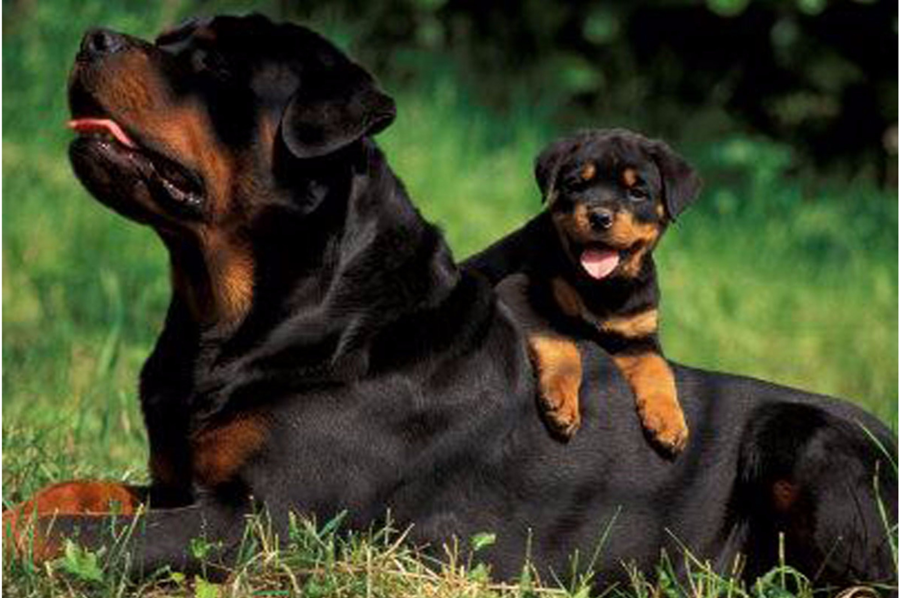 rottweiler dog with puppy