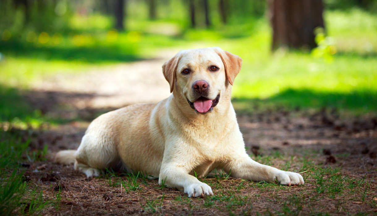 labrador dog