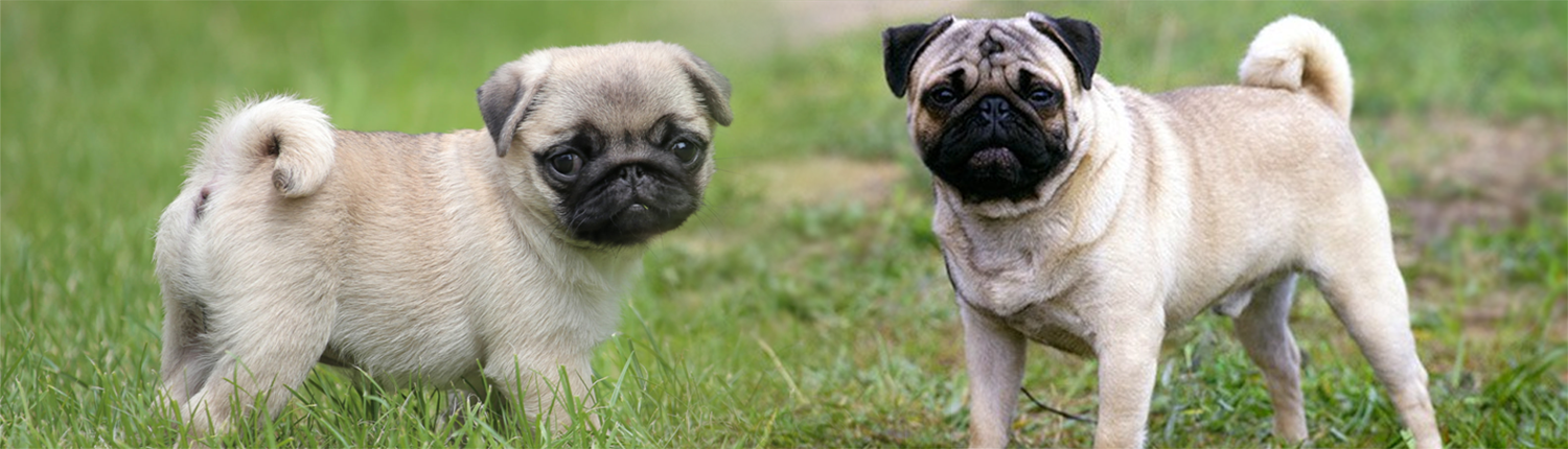 Pug dog Image