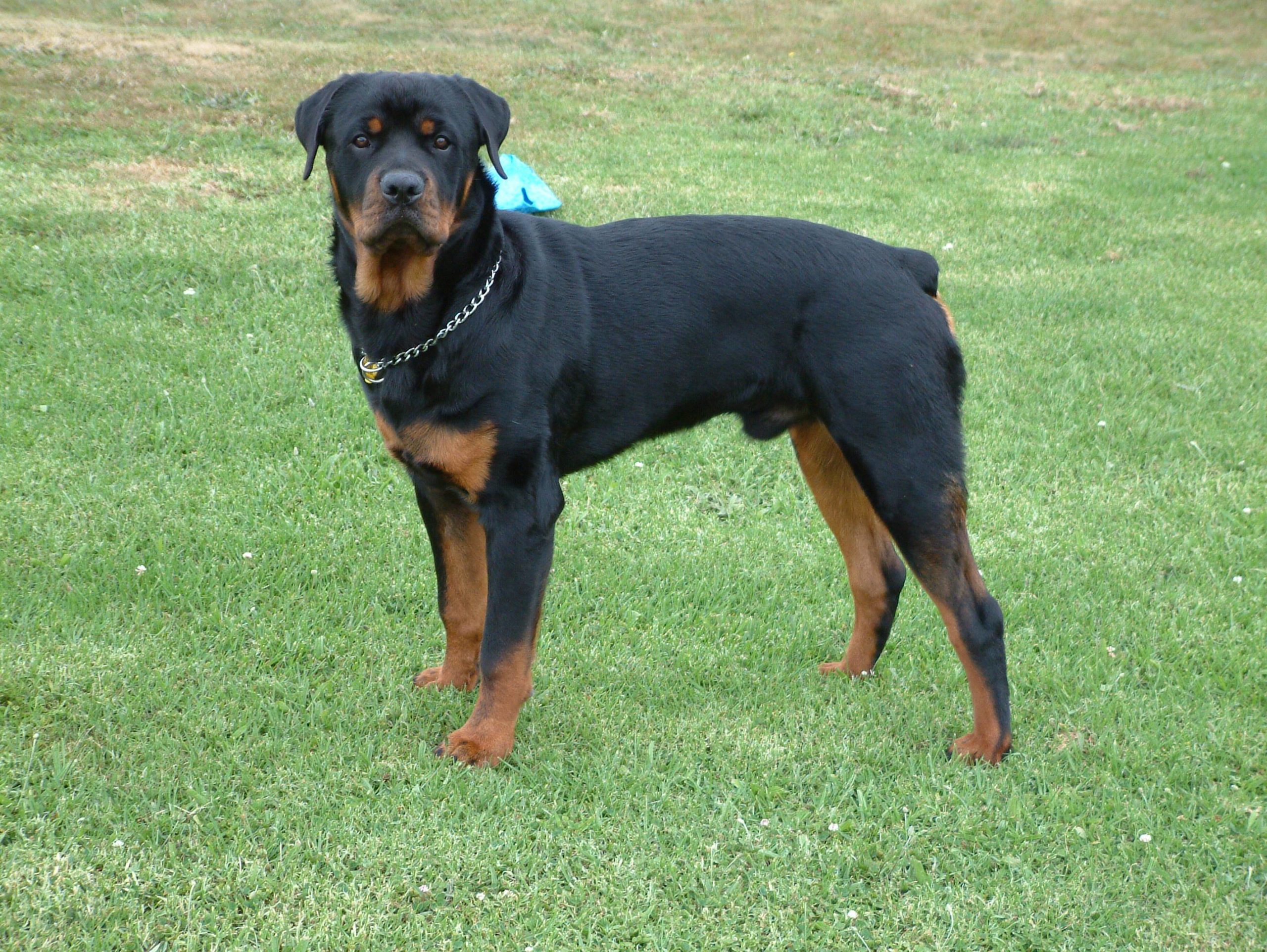 Rottweiler