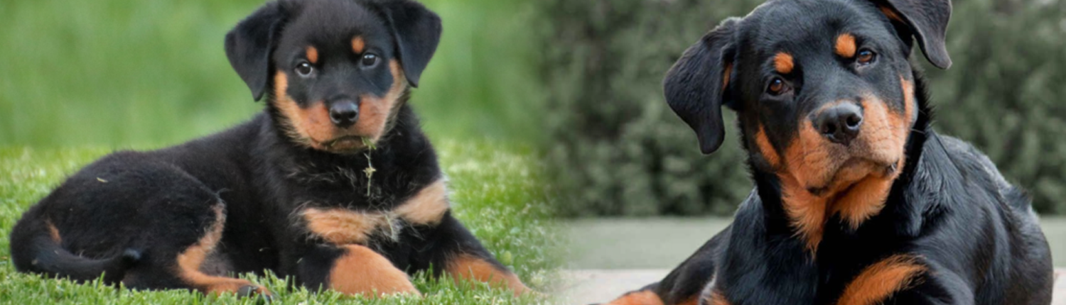 Rottweiler image