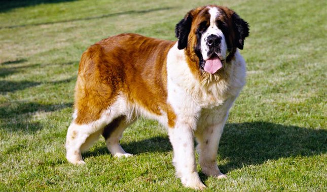 which is bigger mastiff or saint bernard