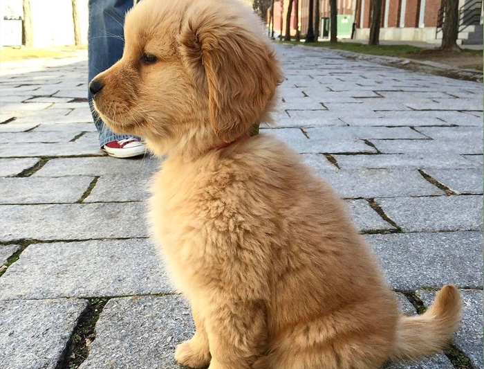 golden retrever satandard
