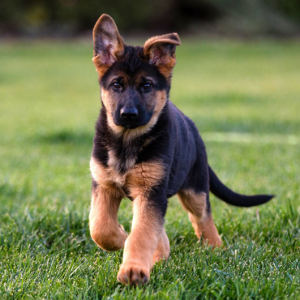 GSD Short Hair Puppy, KCI Registered Show Quality