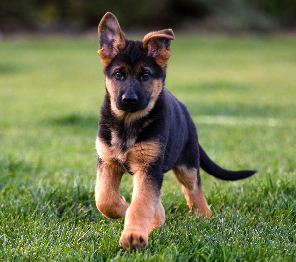 GSD Short Hair Puppy, KCI Registered Show Quality