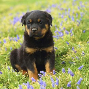 Rottweiler Standard Pet Quality Male