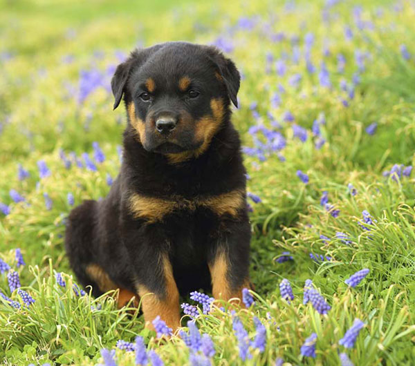 Rottweiler Standard Pet Quality Male