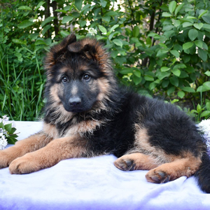 GSD Long Hair KCI Registered Show Quality