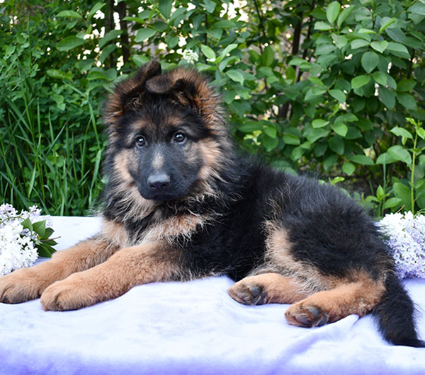 GSD Long Hair KCI Registered Show Quality