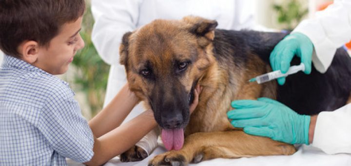 dog-vaccination-deworming-schedul