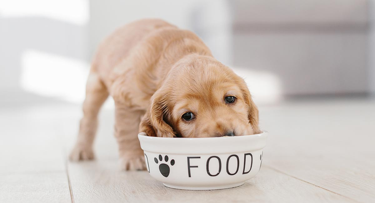 Puppy-Feeding