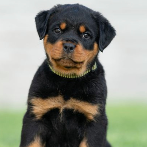 Rottweiler KCI Registered Show Quality