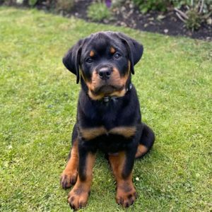 Rottweiler KCI Registered Show Quality
