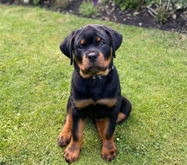 Rottweiler KCI Registered Show Quality