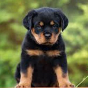 Rottweiler Non KCI Registered Quality