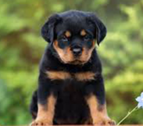 Rottweiler Non KCI Registered Quality