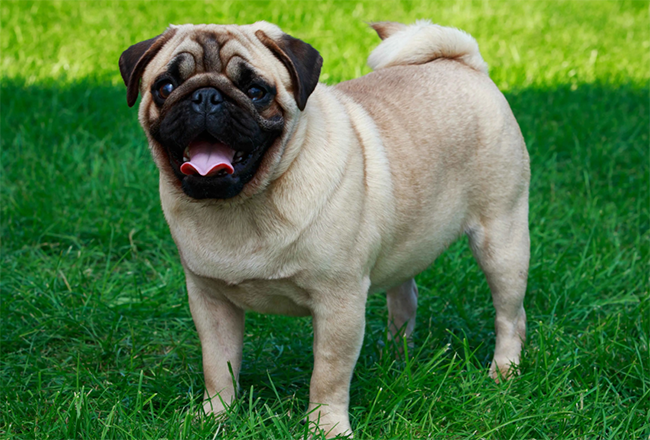 Pug Adult Dog