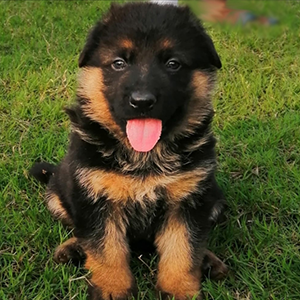 gsd-long-hair-non-kci