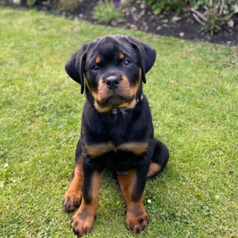 Rottweiler KCI Male